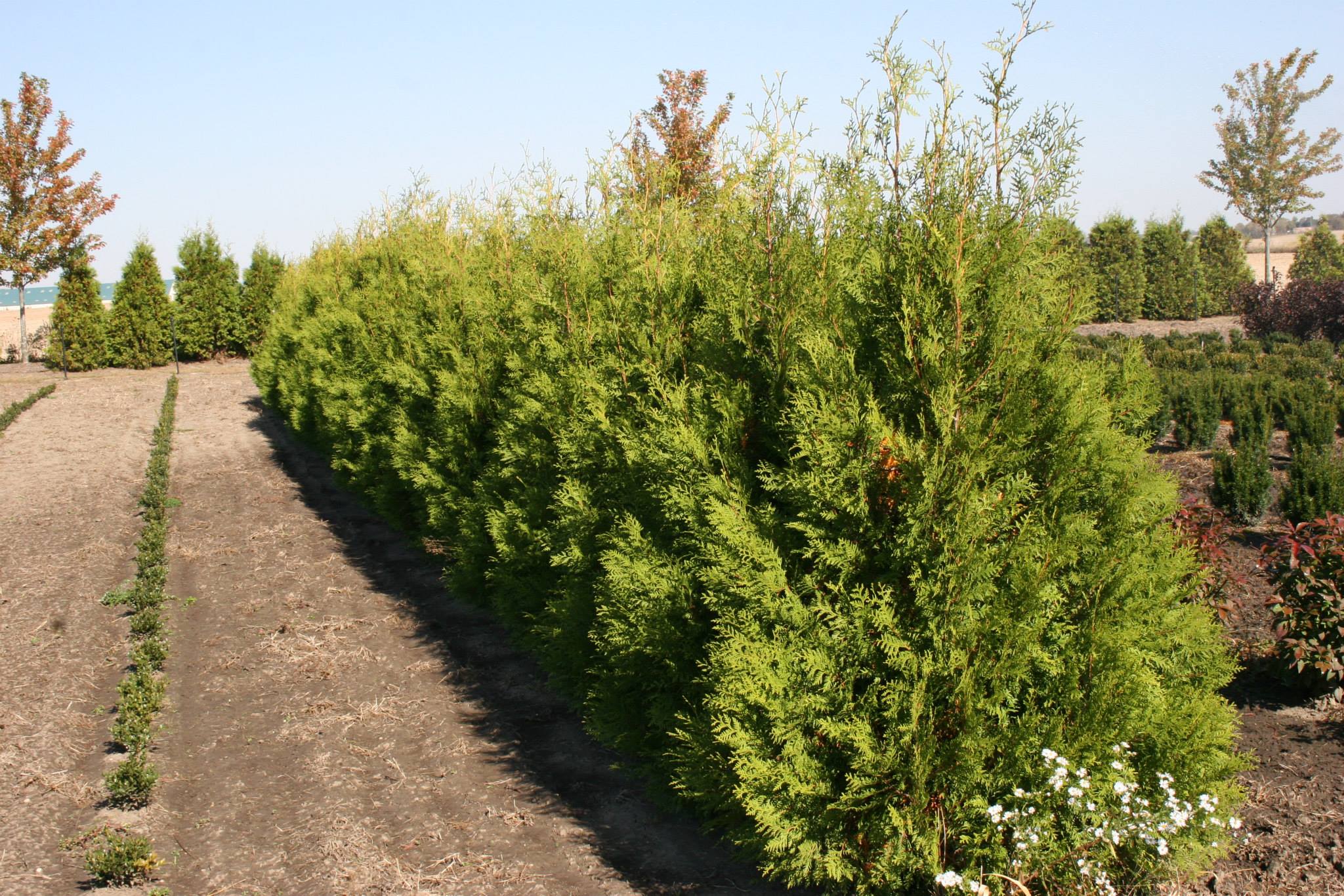 landscaping-firewood-nursery